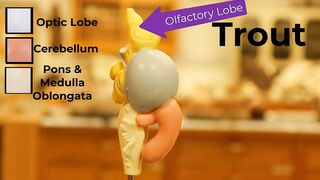 Comparative Brain Model Anatomy - SOMSO models