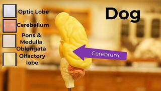 Comparative Brain Model Anatomy - SOMSO models