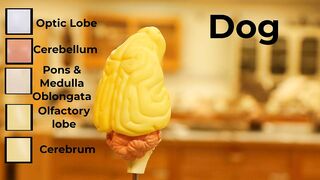 Comparative Brain Model Anatomy - SOMSO models