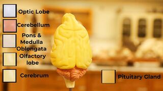 Comparative Brain Model Anatomy - SOMSO models