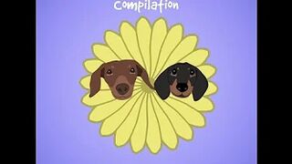 Starbox Dachshunds Compilation Chapter Donut