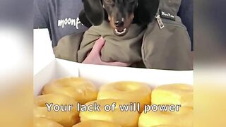 Starbox Dachshunds Compilation Chapter Donut