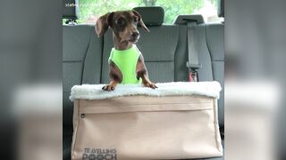 Starbox Dachshunds Compilation Chapter Donut