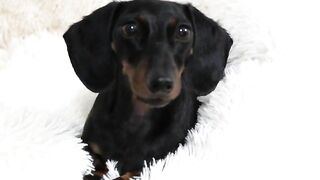 Starbox Dachshunds Compilation Chapter Donut