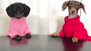 Starbox Dachshunds Compilation Chapter Donut