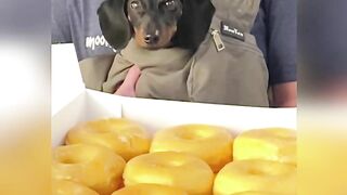 Starbox Dachshunds Compilation Chapter Donut