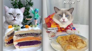 Cats Make Food 2022 || Tiktok Compilation #6