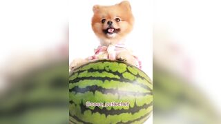 Cats Make Food 2022 || Tiktok Compilation #6