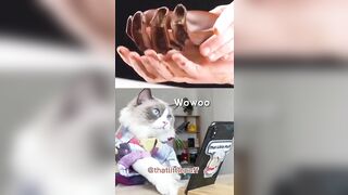 Cats Make Food 2022 || Tiktok Compilation #6