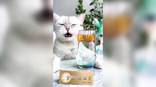 Cats Make Food 2022 || Tiktok Compilation #6