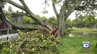 Tree snaps and falls on Pompano Beach mobile home during storm