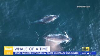 Swimmers stunned by close humpback whale encounter at Sydney beach | Today Show Australia