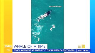 Swimmers stunned by close humpback whale encounter at Sydney beach | Today Show Australia