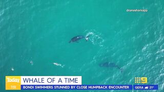 Swimmers stunned by close humpback whale encounter at Sydney beach | Today Show Australia