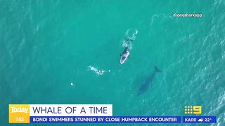 Swimmers stunned by close humpback whale encounter at Sydney beach | Today Show Australia