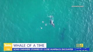 Swimmers stunned by close humpback whale encounter at Sydney beach | Today Show Australia