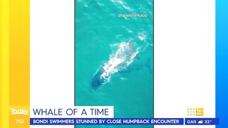 Swimmers stunned by close humpback whale encounter at Sydney beach | Today Show Australia