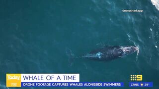 Swimmers stunned by close humpback whale encounter at Sydney beach | Today Show Australia