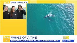 Swimmers stunned by close humpback whale encounter at Sydney beach | Today Show Australia