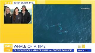 Swimmers stunned by close humpback whale encounter at Sydney beach | Today Show Australia