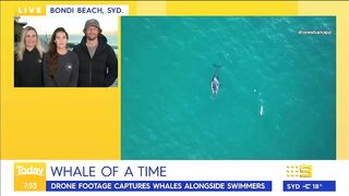 Swimmers stunned by close humpback whale encounter at Sydney beach | Today Show Australia