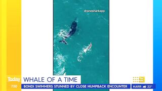 Swimmers stunned by close humpback whale encounter at Sydney beach | Today Show Australia