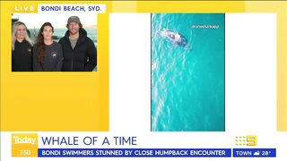 Swimmers stunned by close humpback whale encounter at Sydney beach | Today Show Australia