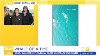 Swimmers stunned by close humpback whale encounter at Sydney beach | Today Show Australia