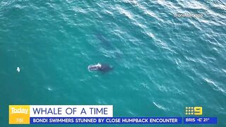 Swimmers stunned by close humpback whale encounter at Sydney beach | Today Show Australia