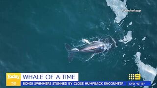 Swimmers stunned by close humpback whale encounter at Sydney beach | Today Show Australia