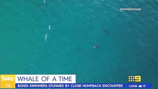 Swimmers stunned by close humpback whale encounter at Sydney beach | Today Show Australia