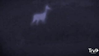 Orbs Captured on Motion-Activated Camera | Expedition Bigfoot | Travel Channel