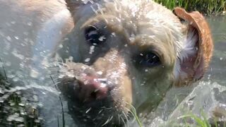 Stella Sticks Her Face in the Mud - a Compilation