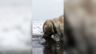 Stella Sticks Her Face in the Mud - a Compilation