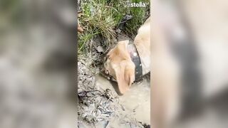Stella Sticks Her Face in the Mud - a Compilation