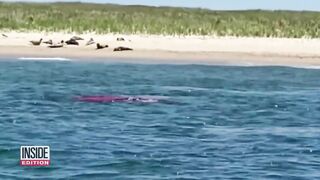 ‘Monster’ Shark Spotted Off New York Beach