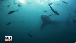 ‘Monster’ Shark Spotted Off New York Beach