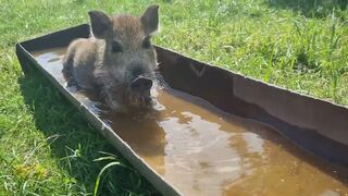 Funny. A cheerful pig is enjoying a summer day. Swimming in the pool and playing football