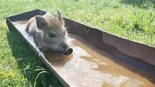 Funny. A cheerful pig is enjoying a summer day. Swimming in the pool and playing football