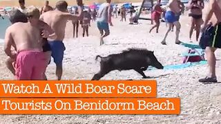 Watch A Wild Boar Running Wild On Benidorm Beach ????