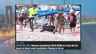 Watch A Wild Boar Running Wild On Benidorm Beach ????