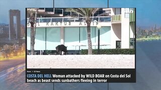 Watch A Wild Boar Running Wild On Benidorm Beach ????