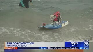 Dog challenge underway in Huntington Beach