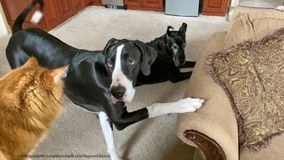 Funny Great Dane & Cat Argue About Their Favorite Chair - The Furry Bickersons