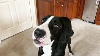 Funny Great Dane & Cat Argue About Their Favorite Chair - The Furry Bickersons