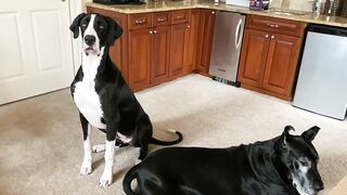 Funny Great Dane & Cat Argue About Their Favorite Chair - The Furry Bickersons