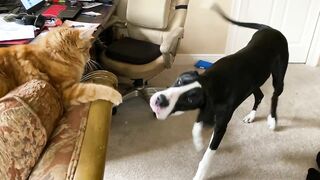 Funny Great Dane & Cat Argue About Their Favorite Chair - The Furry Bickersons