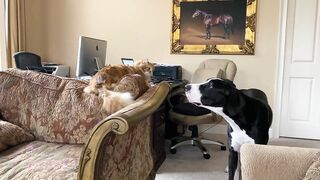 Funny Great Dane & Cat Argue About Their Favorite Chair - The Furry Bickersons