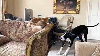 Funny Great Dane & Cat Argue About Their Favorite Chair - The Furry Bickersons