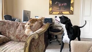 Funny Great Dane & Cat Argue About Their Favorite Chair - The Furry Bickersons